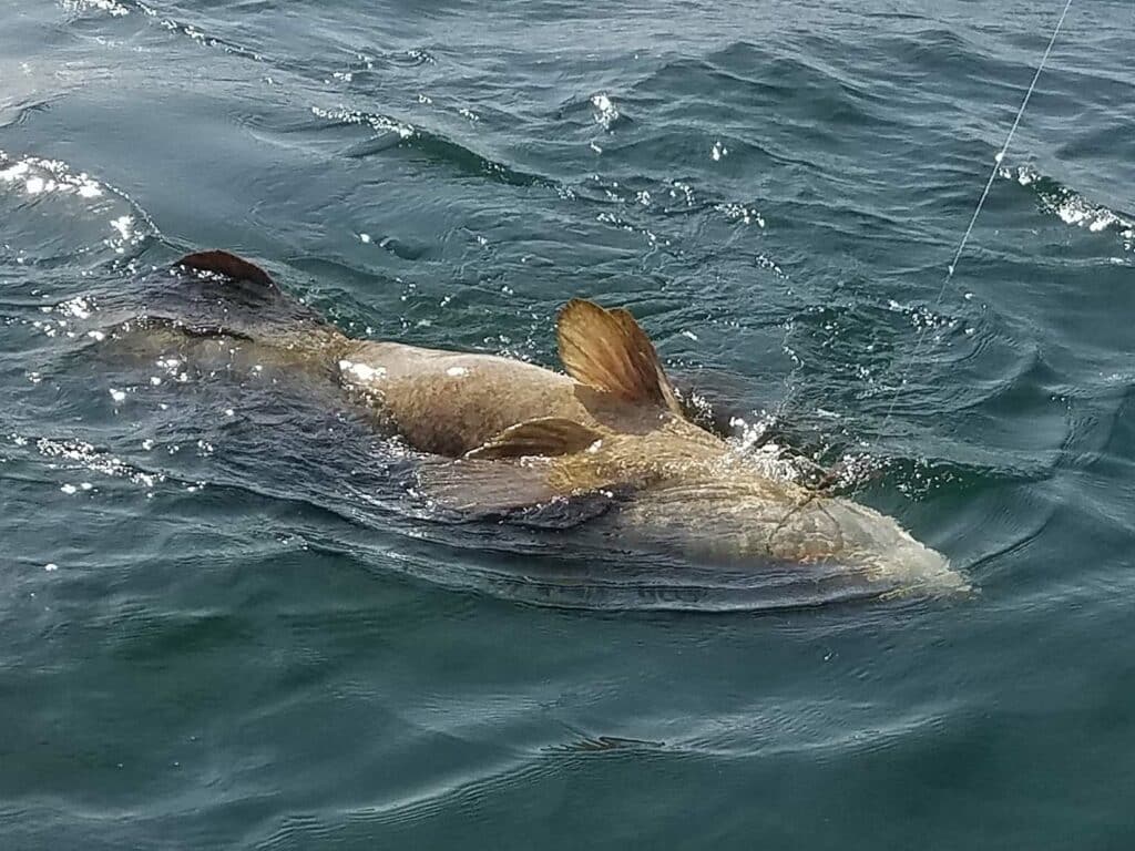 goliath grouper