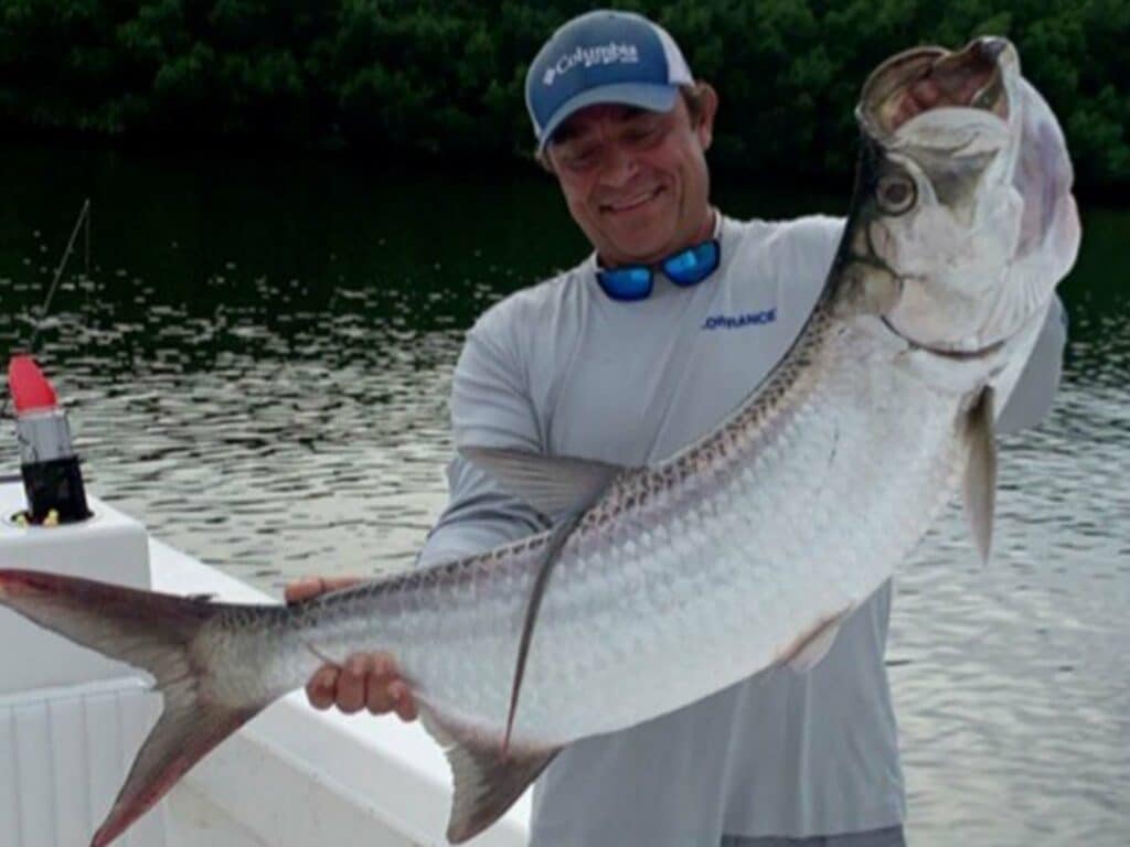 tarpon