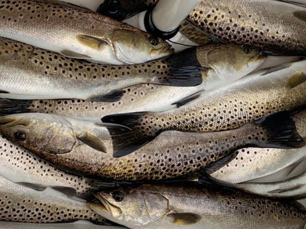 seatrout