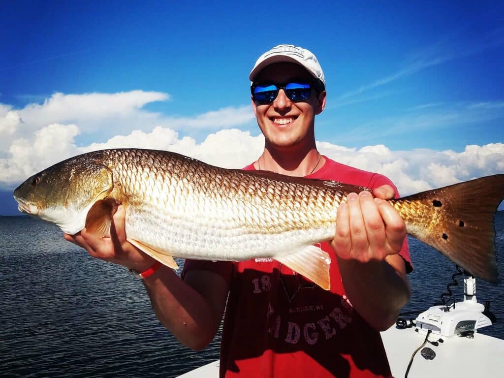 bull redfish in tampa bay