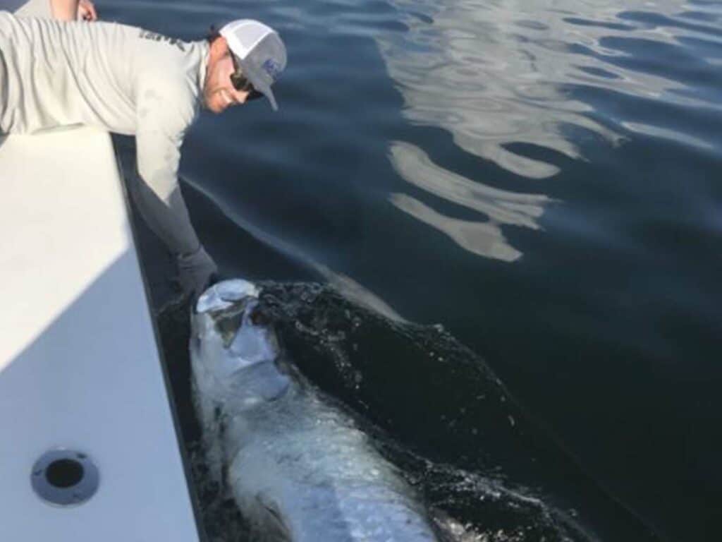 July Tarpon in Tampa Bay