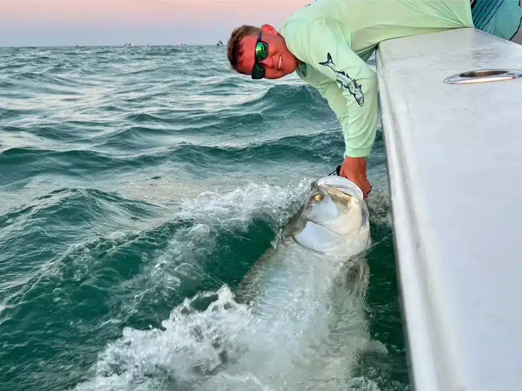 St Petersburg Tarpon Caught June 2024