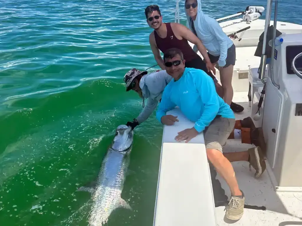 tarpon caught along the st pete beaches